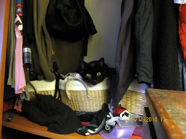 2010-11-09 Un monde de chat_l.jpg